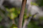 Dogtongue buckwheat